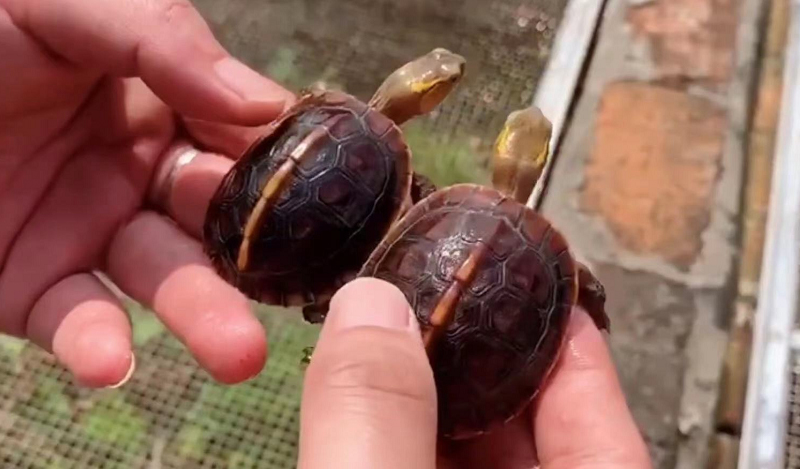 养黄缘龟的人多还是养水龟的人多,黄缘龟属水龟还是陆龟