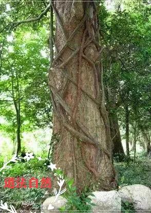 乐只君子福履践之的意思,诗经中有故事的成语有哪些