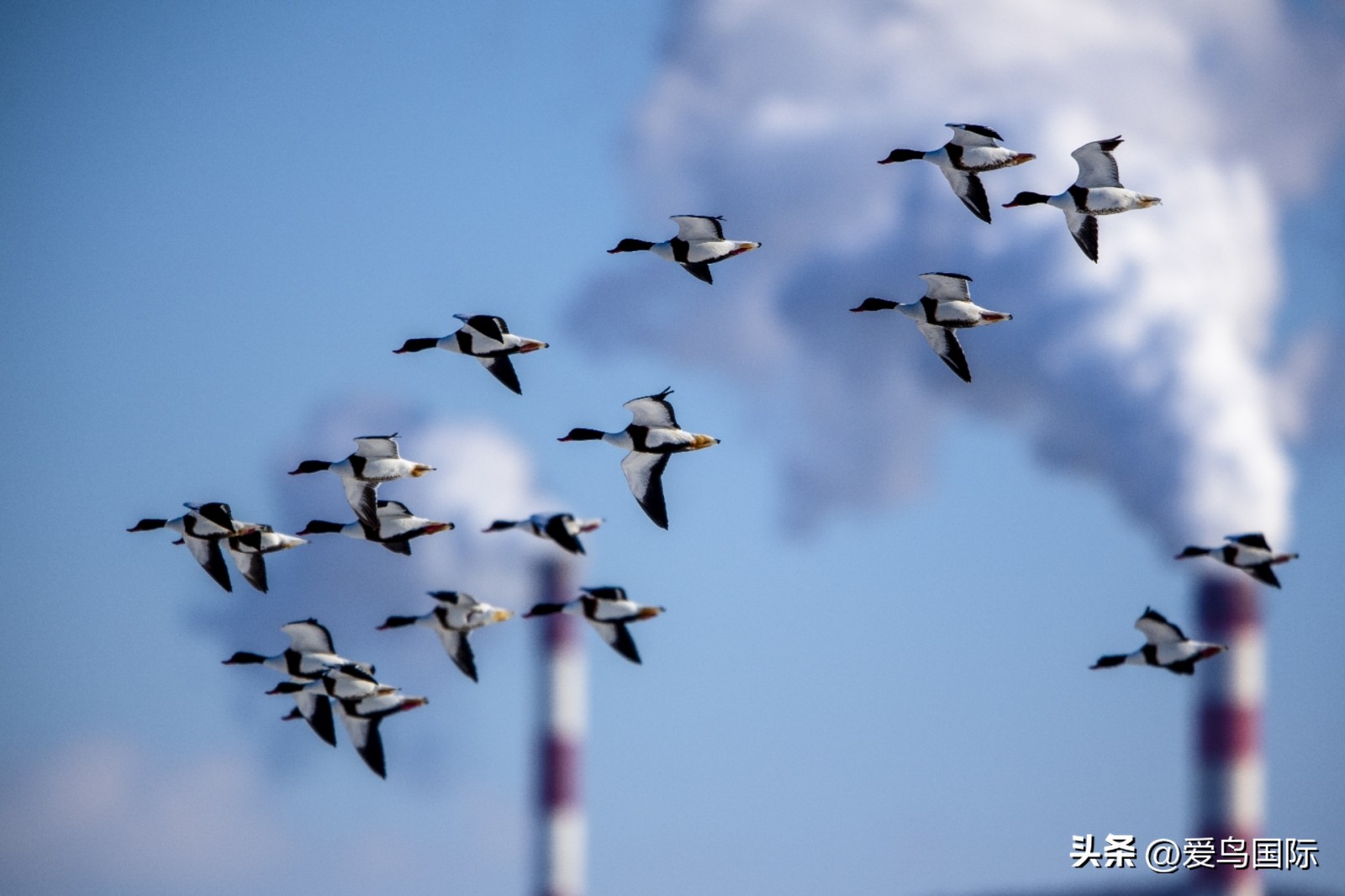 2024观鸟大年,观鸟大年介绍