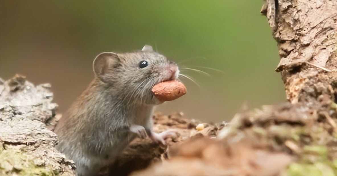 动物在交配前，为啥会先闻对方的屁股，小小肛门释放了多少信息？