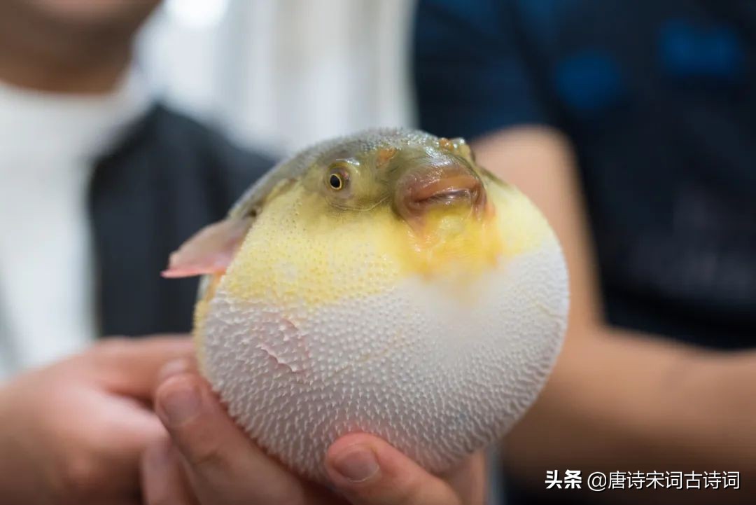 正是河豚欲上时的河豚是鱼吗,正是河豚欲上时全诗