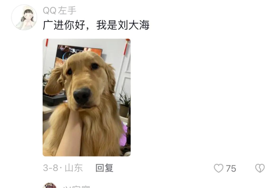 宠物取什么名字好听,取一个宠物名字