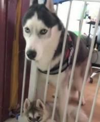 哈士奇有多调皮呢,哈士奇傻傻其实二哈聪明