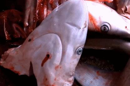 姚明公益广告拒绝吃鱼翅,姚明吃鱼翅原视频