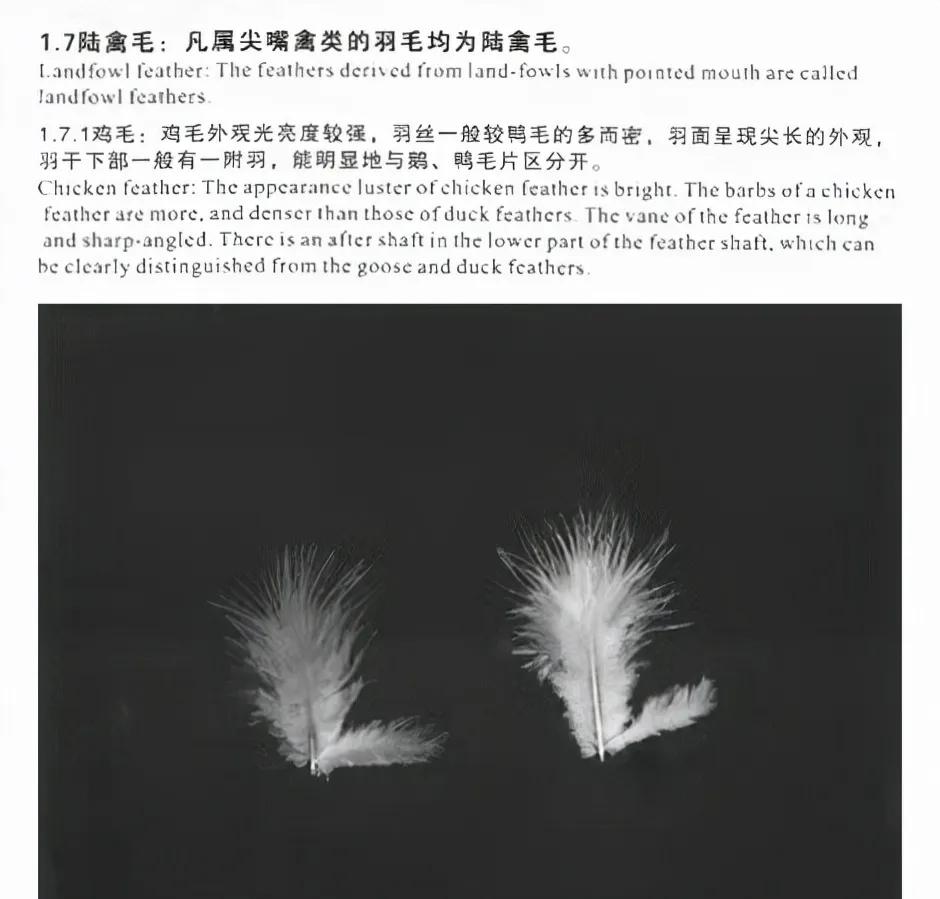 羽绒服的行业内幕,羽绒服市场存在哪些问题