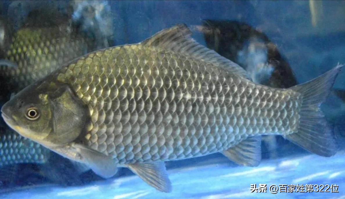 各种鱼名称的由来,各种鱼名的由来