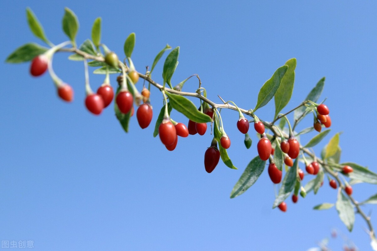 美貌却不美味的假狗*子奶**和貌丑却酸甜可口的狗*子奶**，你好哪一口？