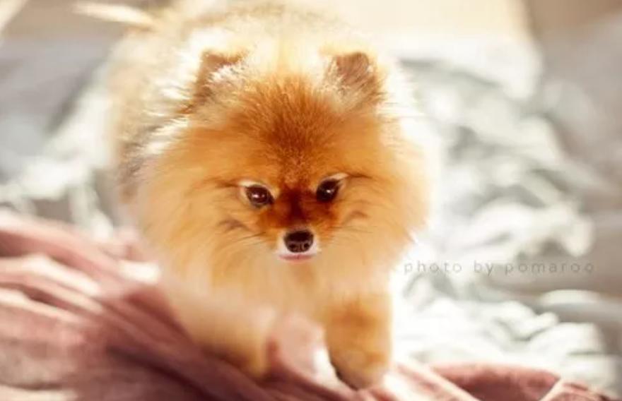 两个月的博美没有精神不吃东西,一个月的博美生病了出院后怎么养