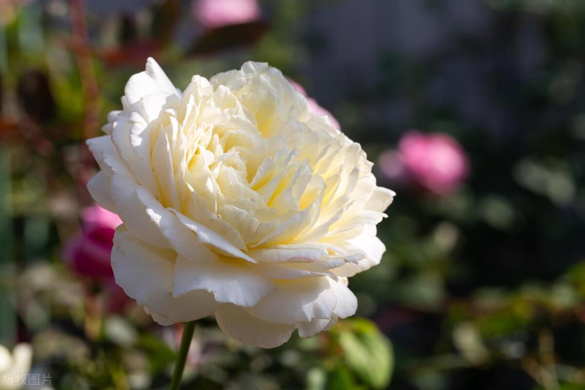 青岛鲜花店的成本,青岛鲜花店创业