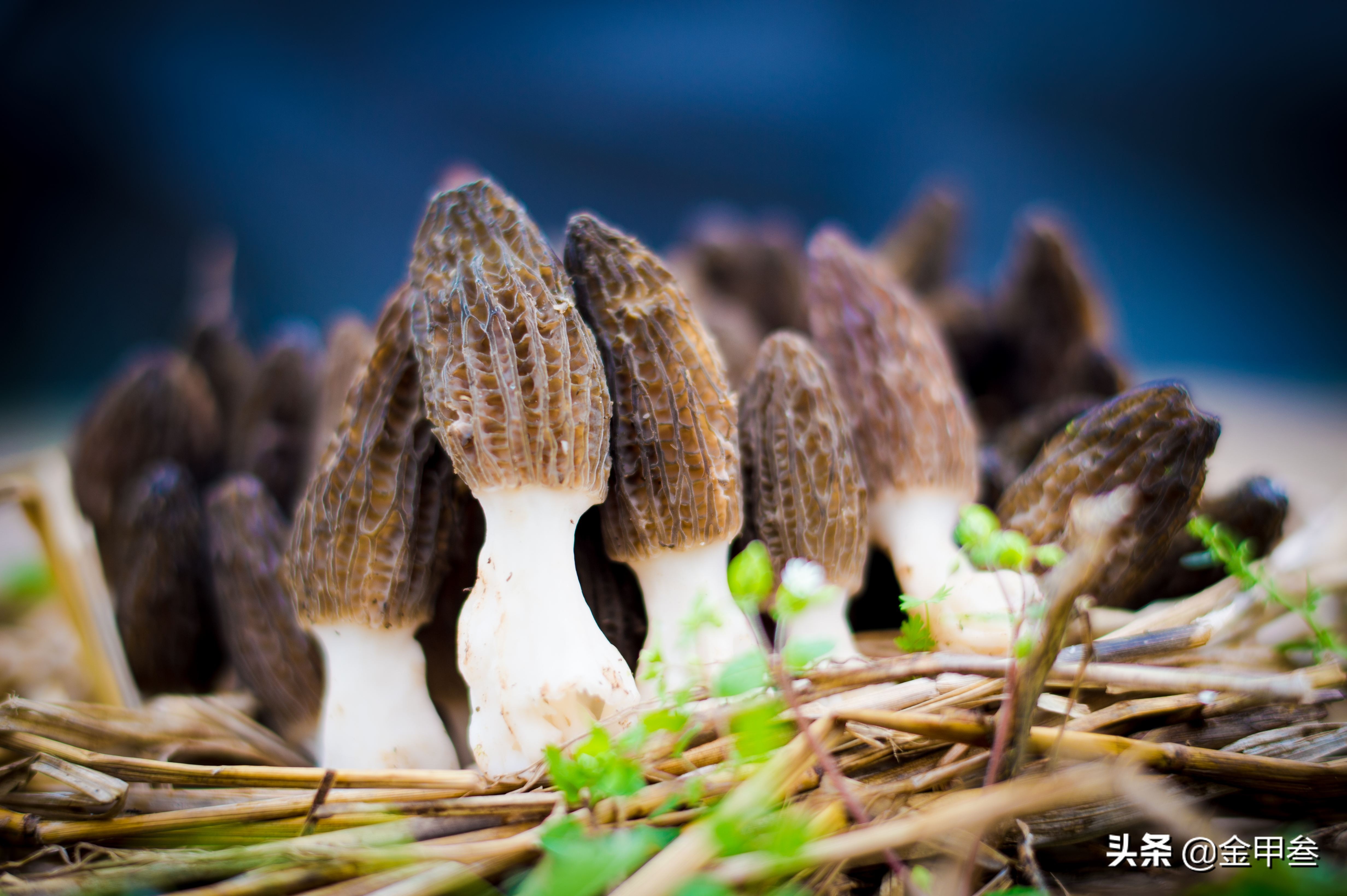正宗老东北美食,二十多年的老东北美食