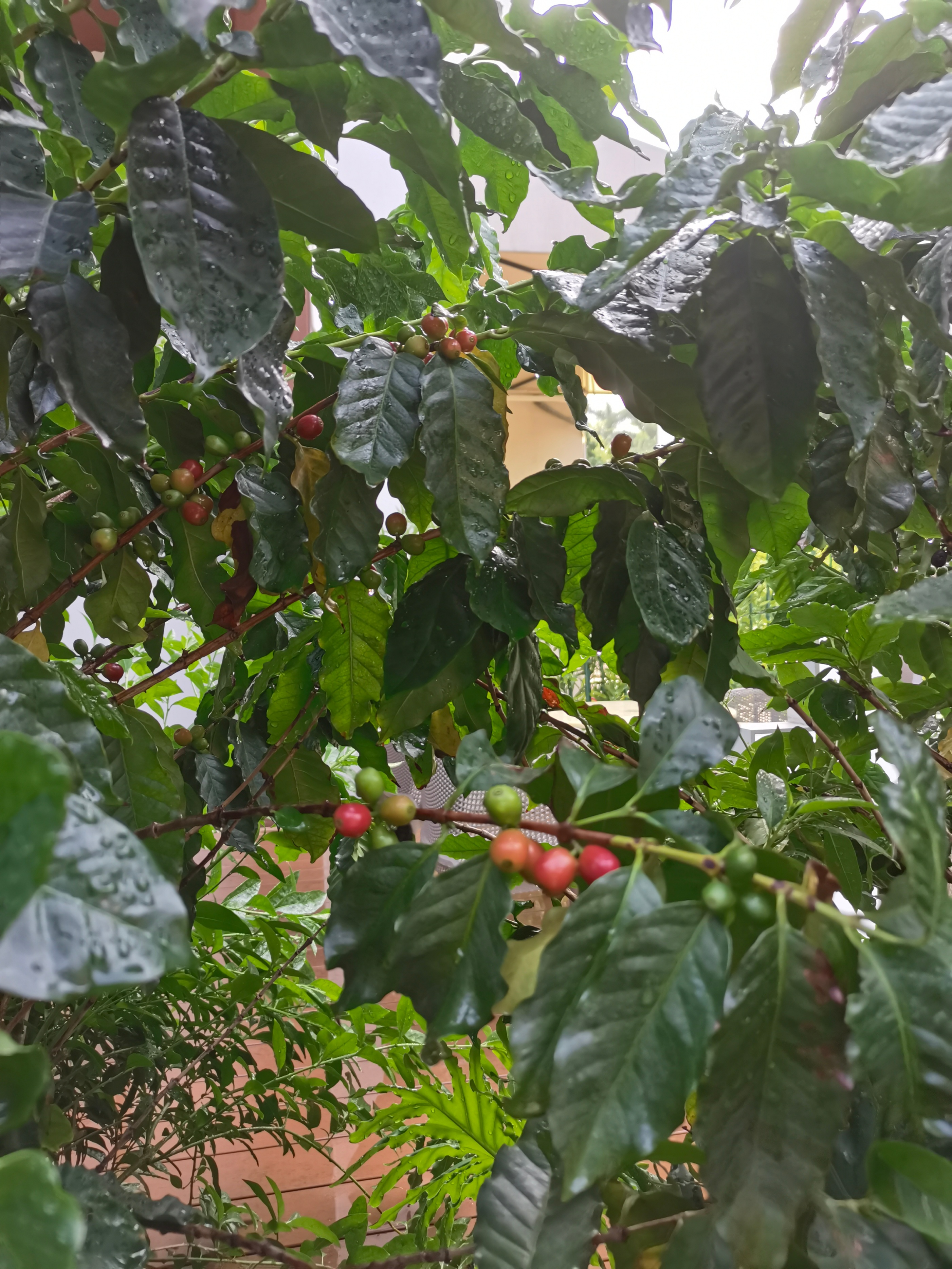 像小粒咖啡的植物,咖啡盆栽植物