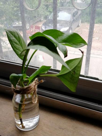 绿萝扦插水培的方法与技巧,绿萝剪枝扦插方法水培教程