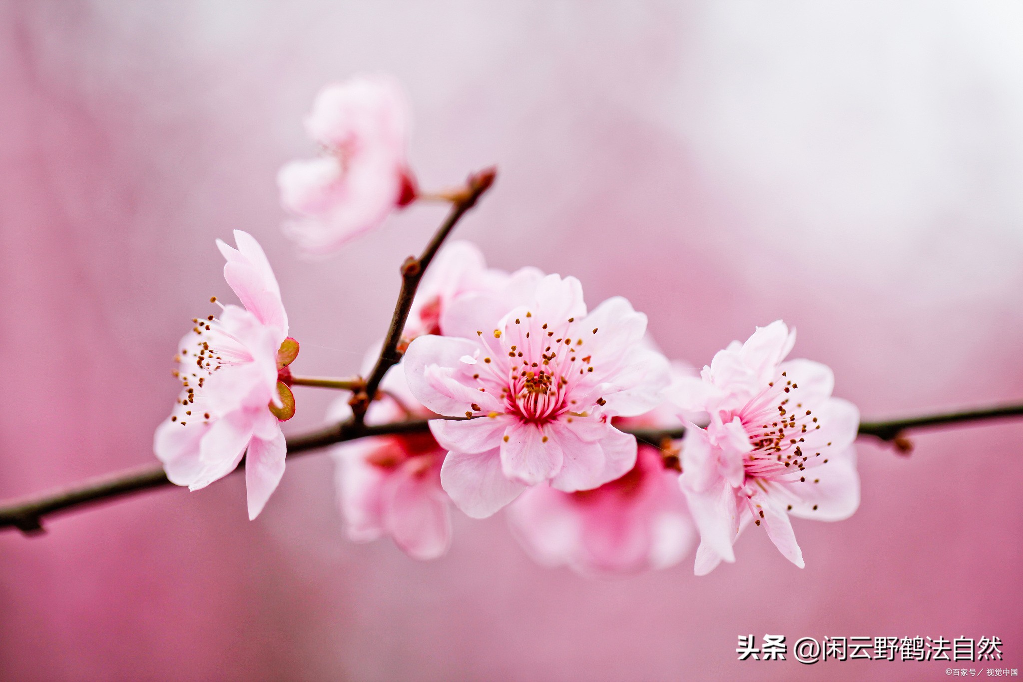 面若桃花，美女好逑。樱桃吃出女生好容颜