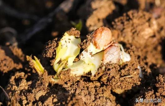 工厂化花生芽苗菜的种植方法,无根花生芽苗菜生产方法