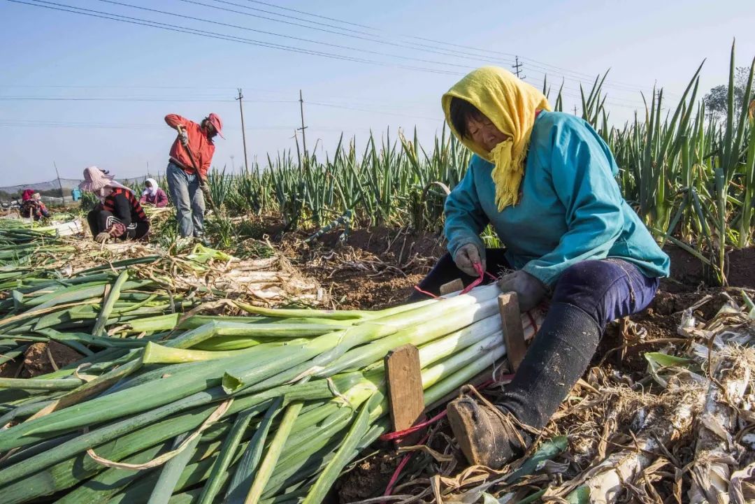 为什么叫山东大葱,为什么大葱用葱白不用葱绿