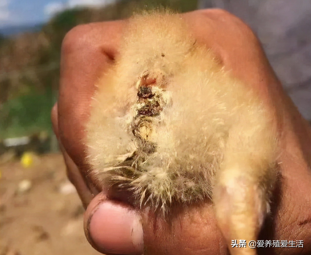 鸡拉白痢是什么病吃什么药,鸡白痢的原因