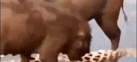 印度一头豹子被汽车碾压死亡,印度花豹被豪猪刺视频