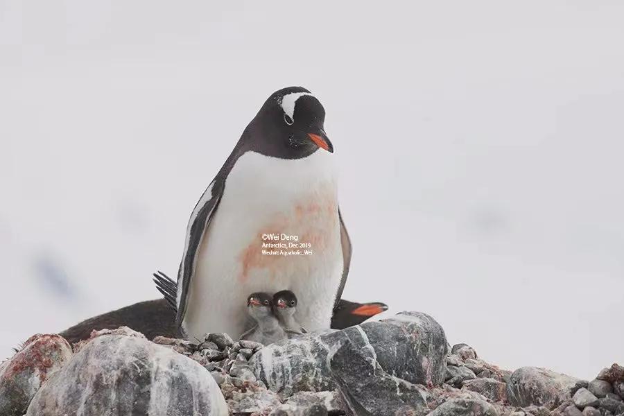 我在南极养企鹅,我在南极的日子