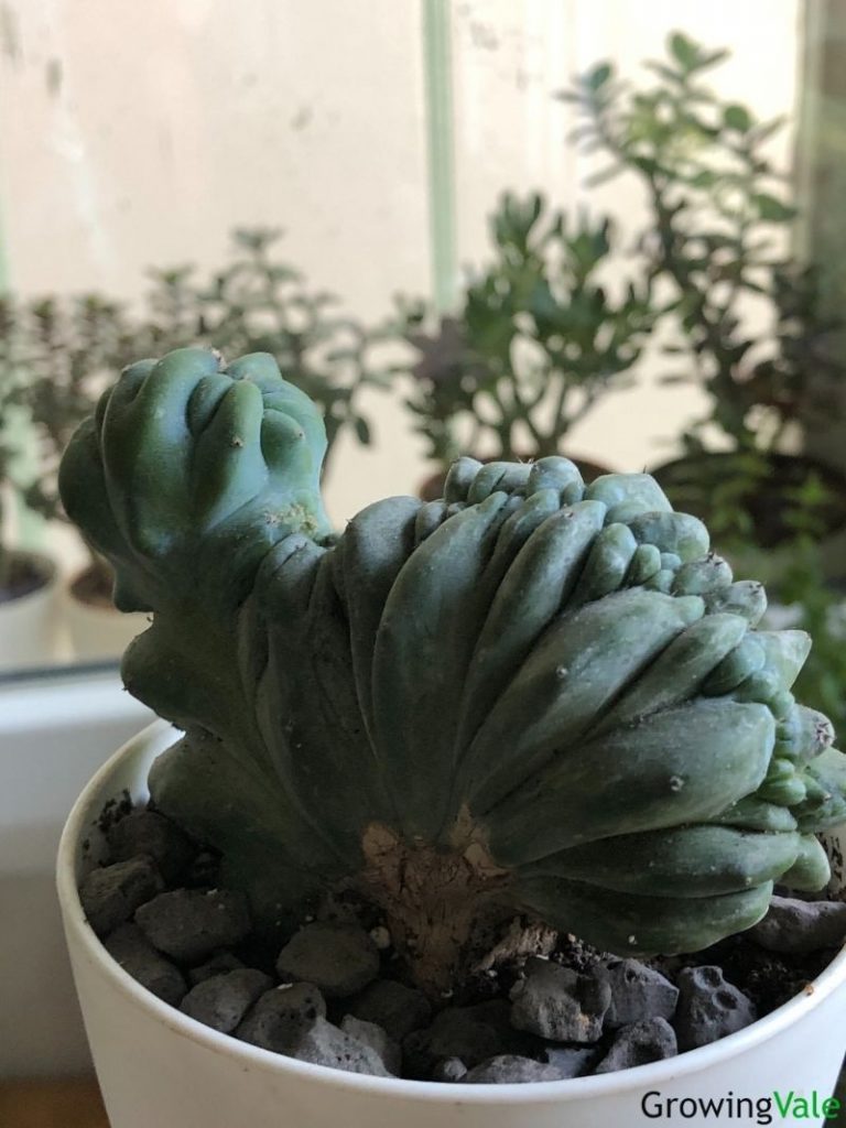 28种不同类型的仙人掌植物,多种品种仙人掌如何栽种