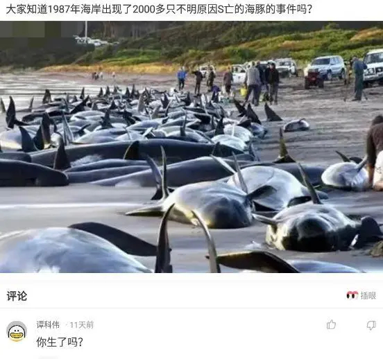 为什么鳄龟长大了背甲会变,鳄龟为什么养的背甲很大