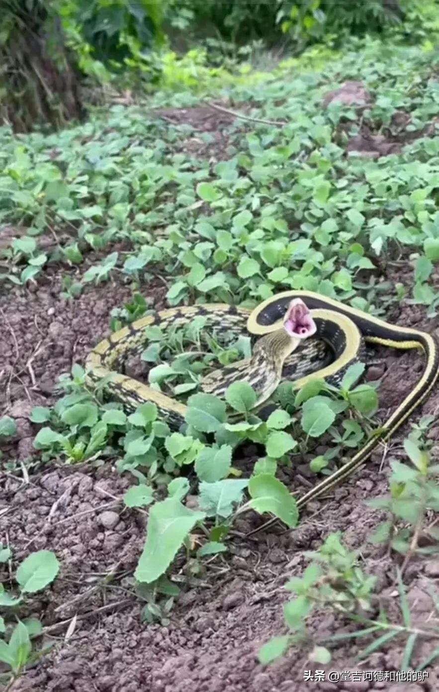 菜花蛇钻进裙子里吓得不敢动弹,野外发现菜花蛇