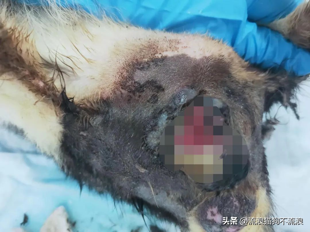 美短猫从三楼摔下来后续,美短猫被抛弃后见到旧主人