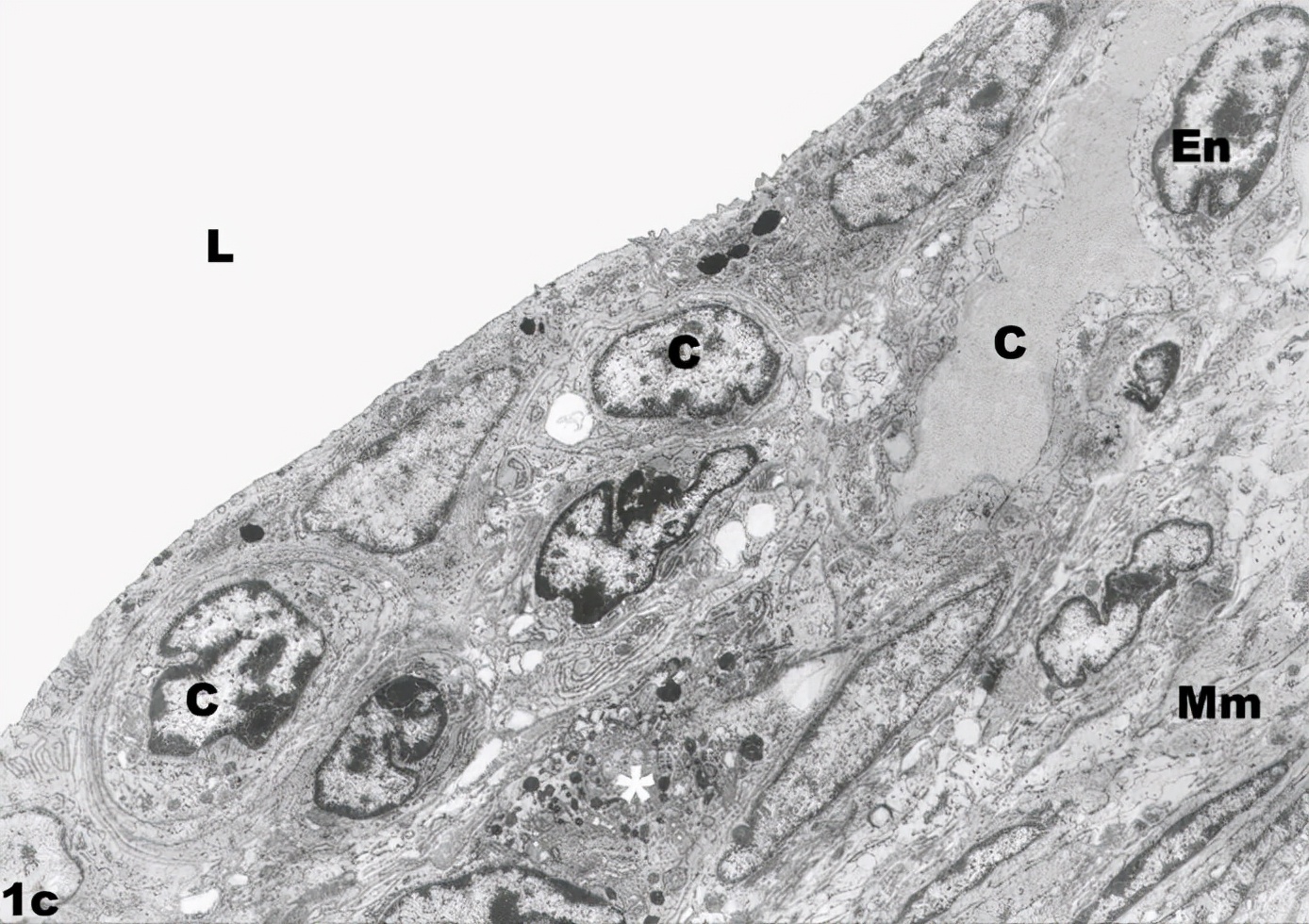人类到底是原住民还是外星移民,人类是不是星际移民