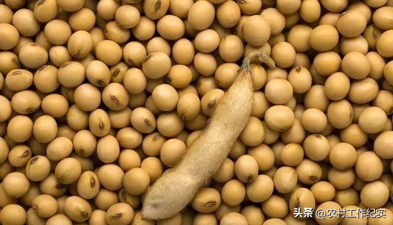 东北大豆补贴最新消息来啦,东北玉米大豆补贴最新官方消息