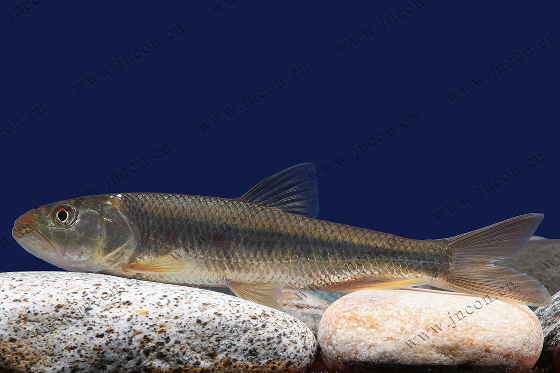 黑龙江鱼类大全名称,黑龙江十大出名鱼排名