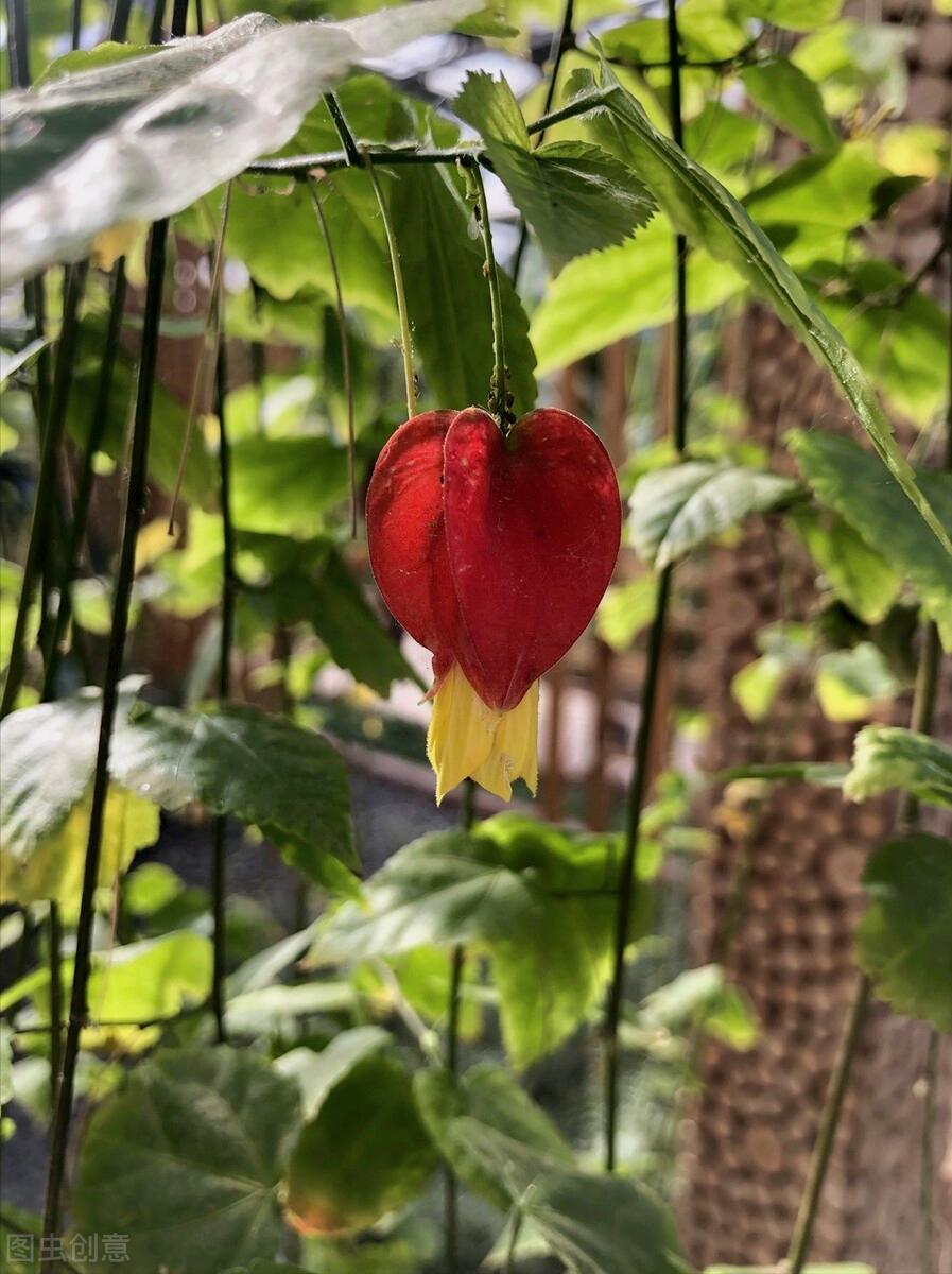 一花一深爱，花海美蓝天，花艳醉*光春**，花笑荡柔情，人间如仙境