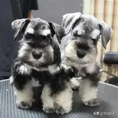 狗的种类常见宠物狗的品种及特点,宠物狗种类及特点