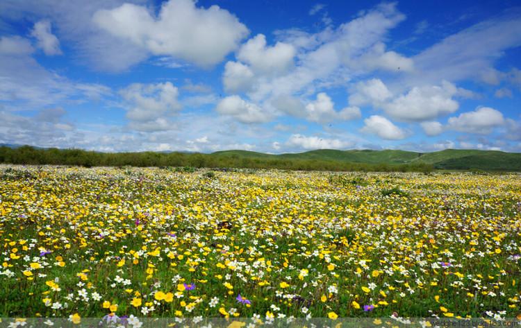 四川最美草原—若尔盖草原欣赏