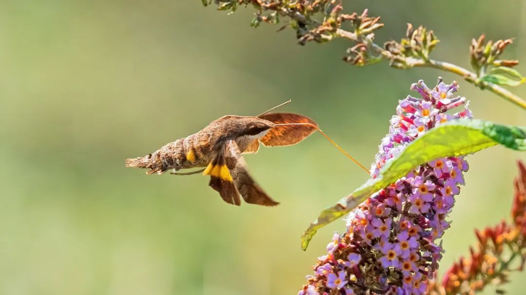 适马150-600dgdn镜头评测,适马150-600dg和s版