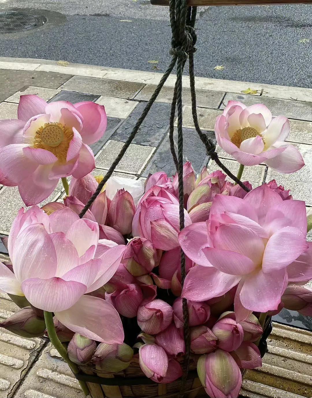 出淤泥而不染的荷花真的好美,出淤泥而不染的荷花真的太漂亮了