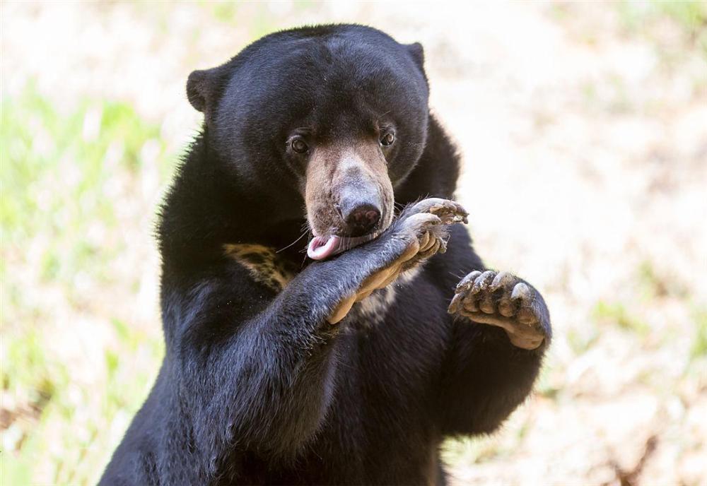 熊出没挖蜂蜜,熊出没之熊二掏蜂蜜