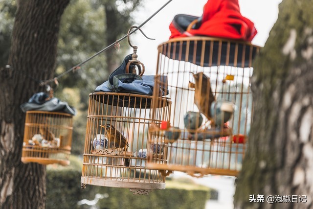 赛鹰最常见的毛病,赛鸟