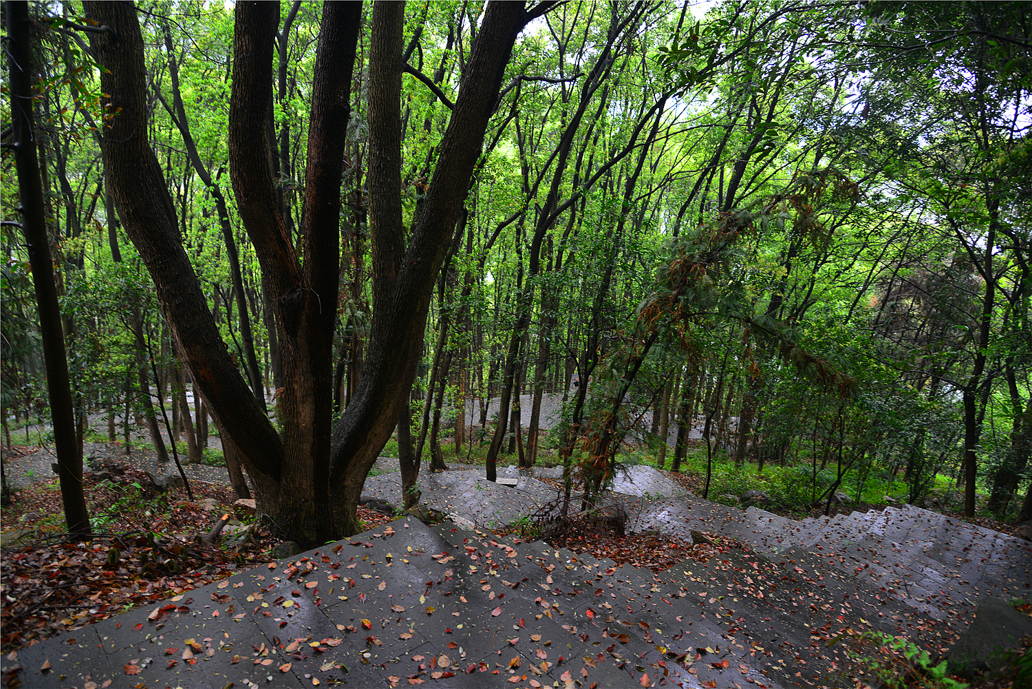 【重庆影像376】·铁山坪森林公园（202302）