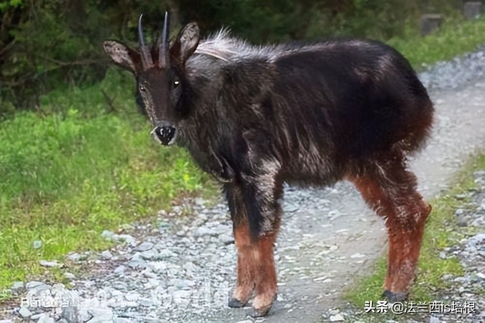 罕见的天马神兽,惊现野生神兽视频