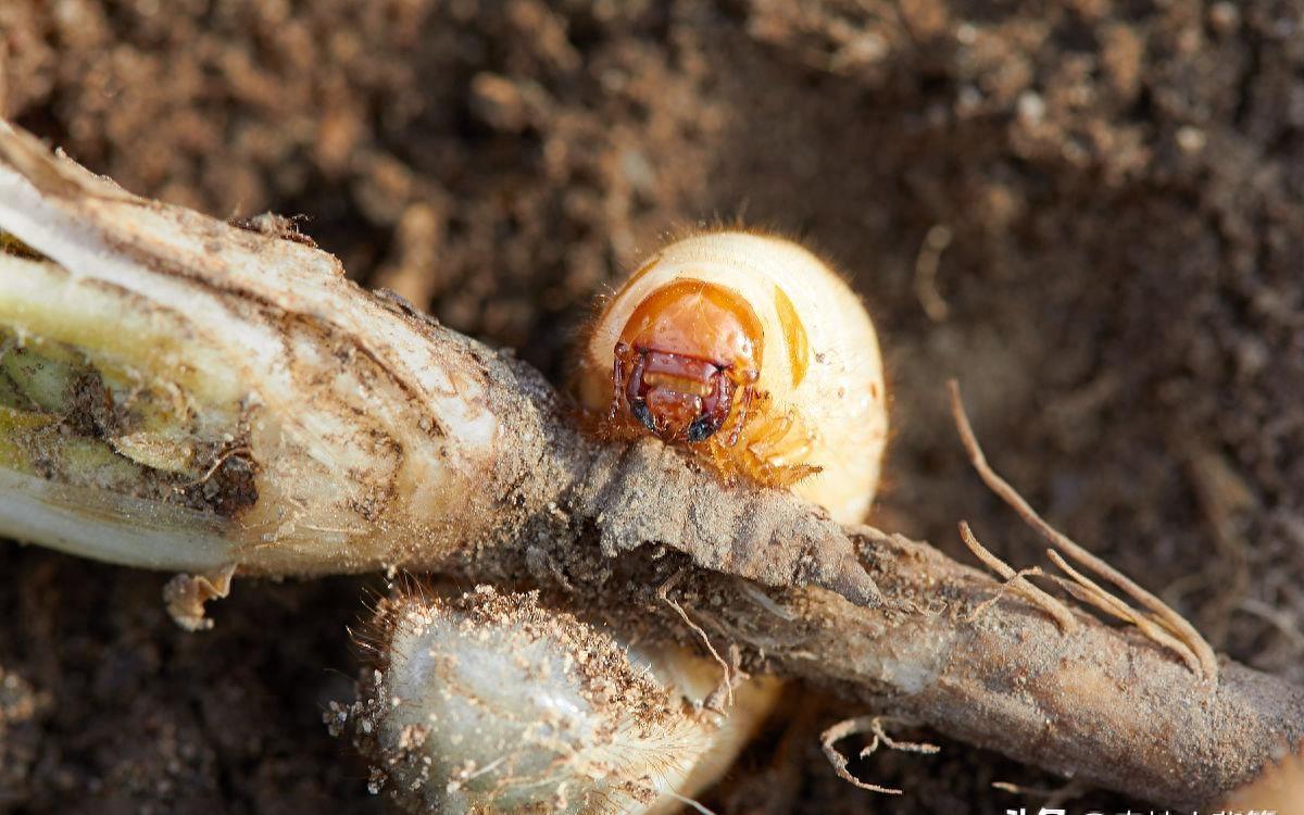 土蚕的预防与消杀,防治土蚕的最好方法