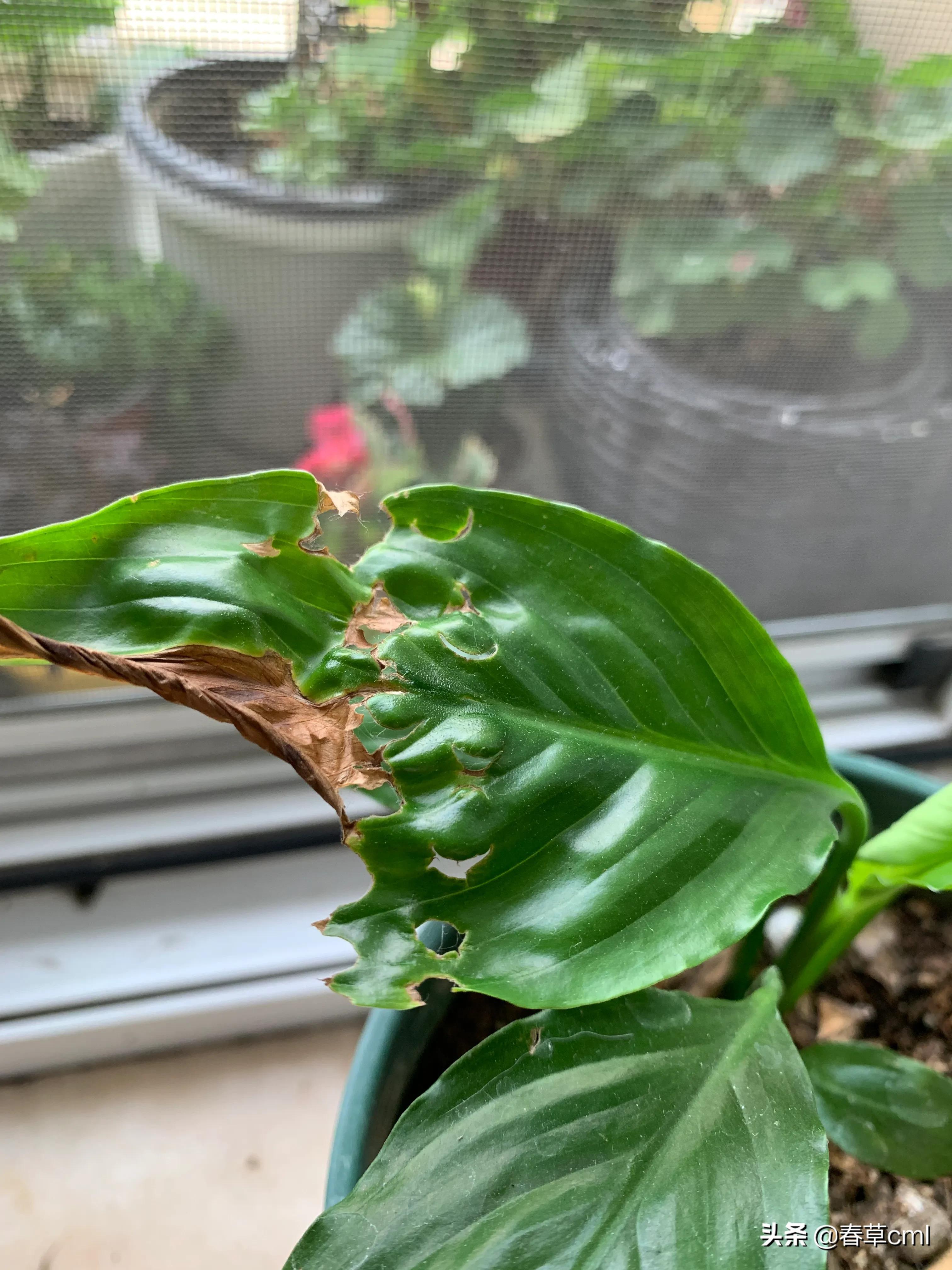 家里的花都被猫弄了怎么办,家里的花被别人摘了怎么办