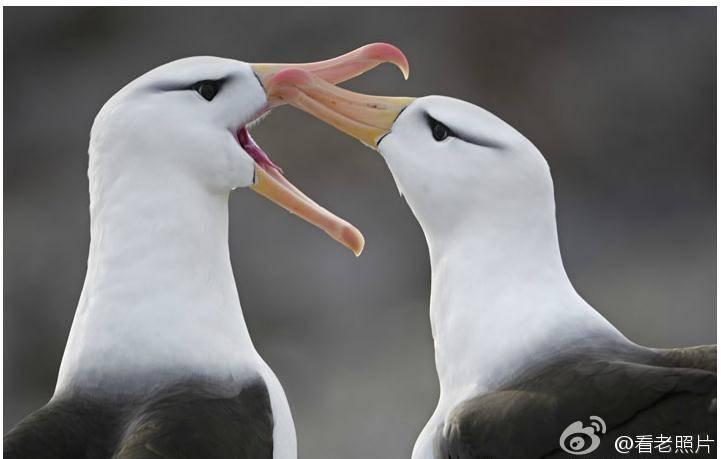 日军日记：*安妇慰**不服从管教，我很愤怒，用*刀刺**插入她的*体下**