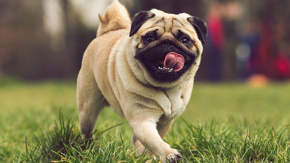 巴哥犬应该被开除犬籍？人类眼中的萌点，其实是它们的病痛