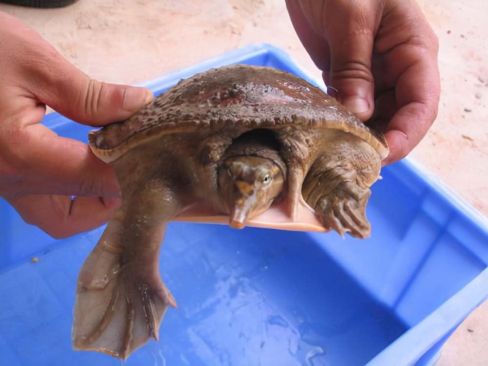 佛罗里达鳖为什么就破坏了生态,佛罗里达鳖是云南入侵物种吗