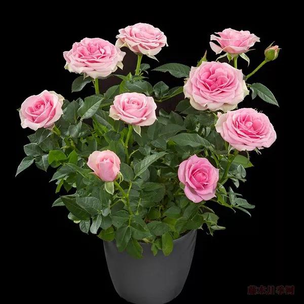 常见切花月季一览（45）