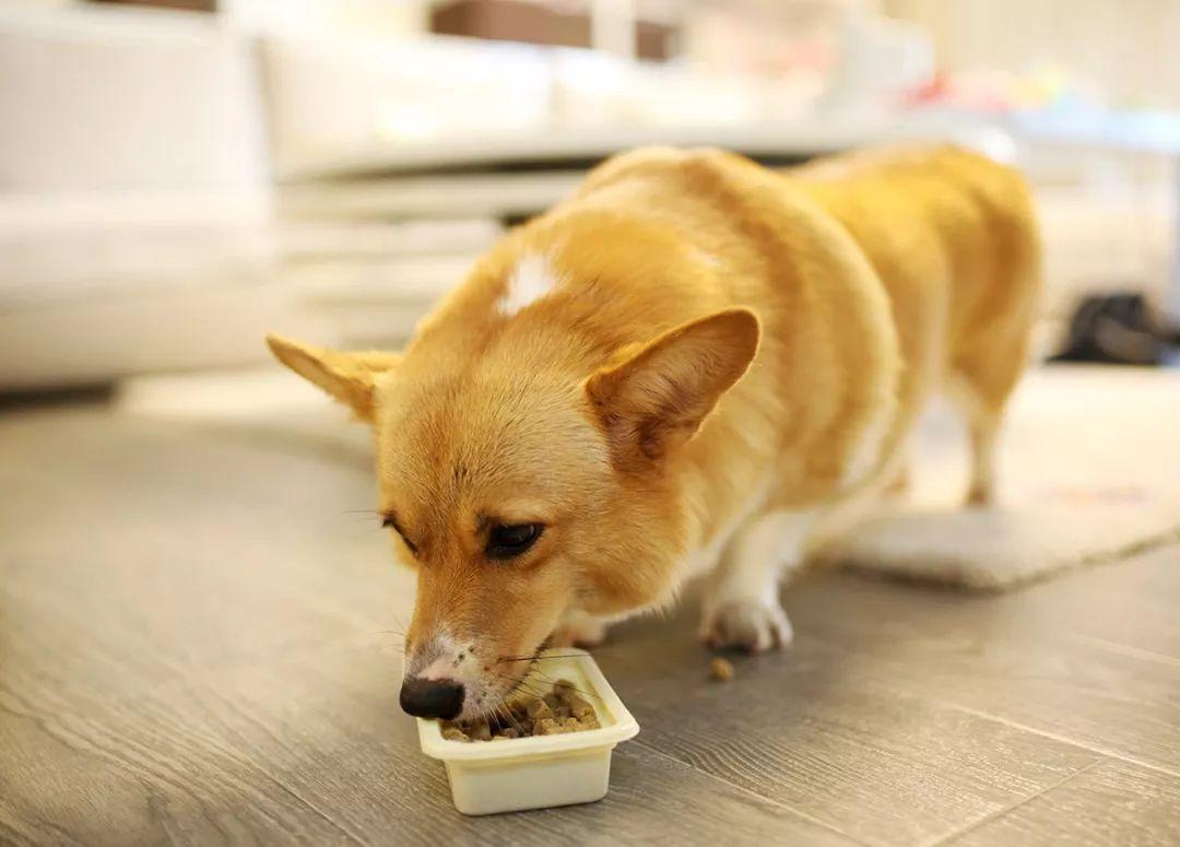 当你在你家狗面前学狗叫,当你在狗狗面前学狗叫