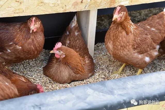 农村暴利小生意,小地方有什么赚钱的项目