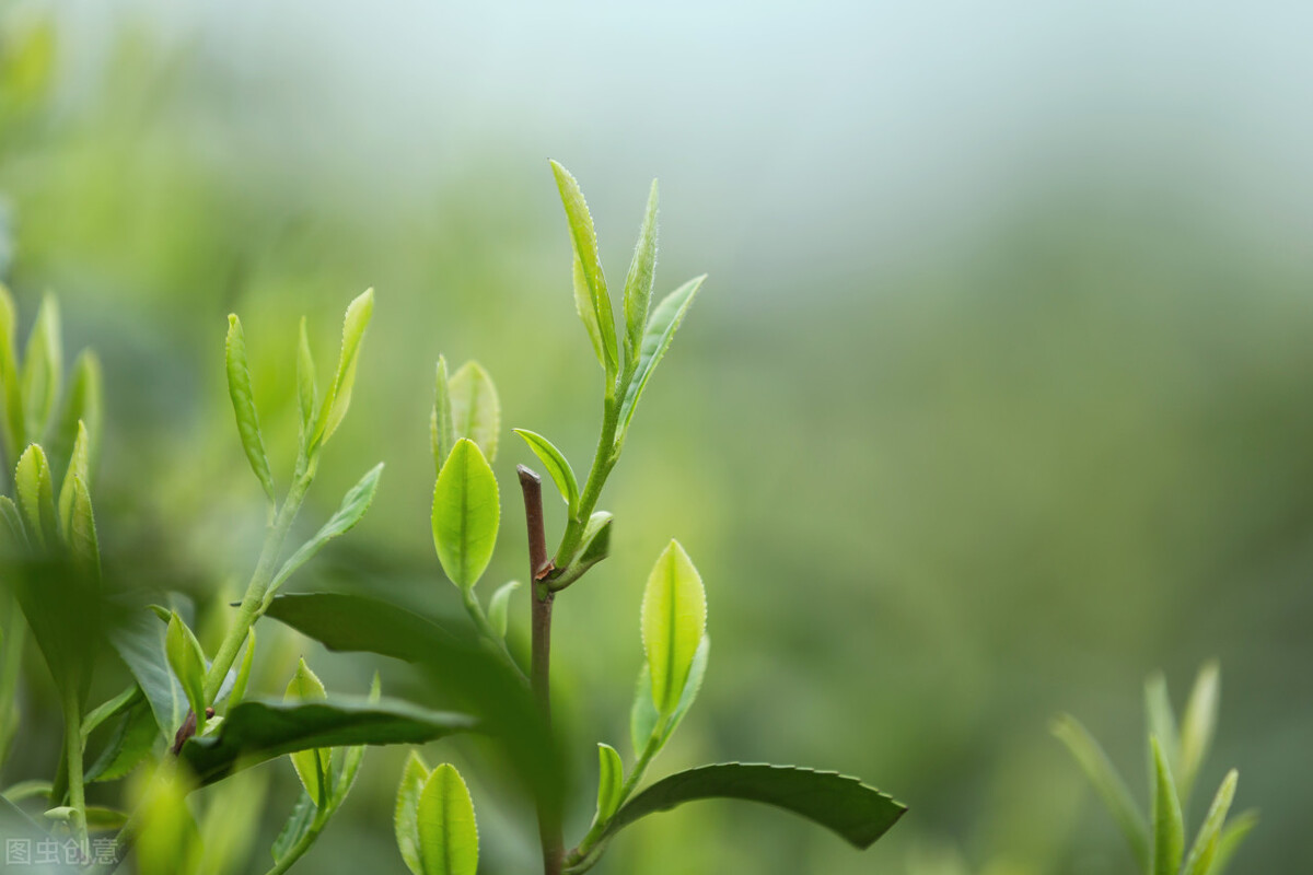 茶心普洱,茶心和茶碎