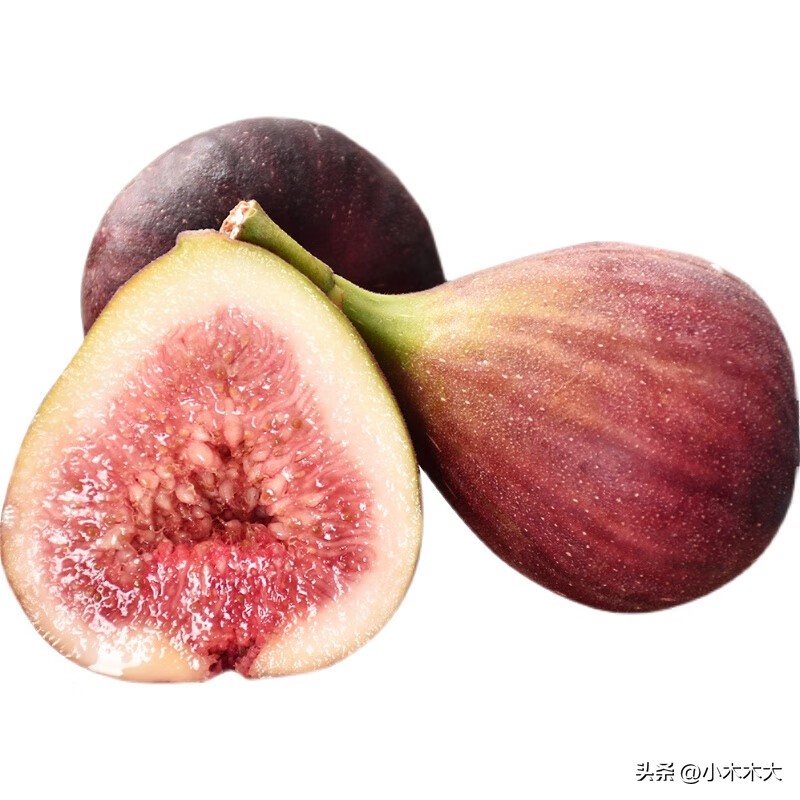 走进果实的世界我发现了什么,走进无花果的世界