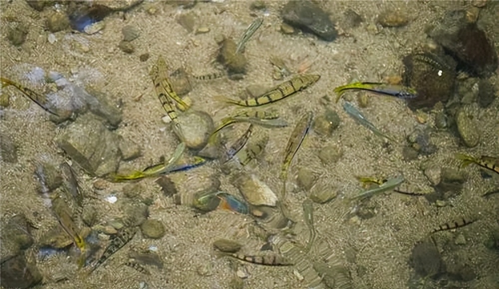 两种环境富集方法对石斑鱼幼鱼认知能力和生长性能的影响