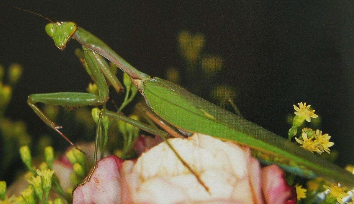 史上最凶残的昆虫,史上最凶残的五种昆虫